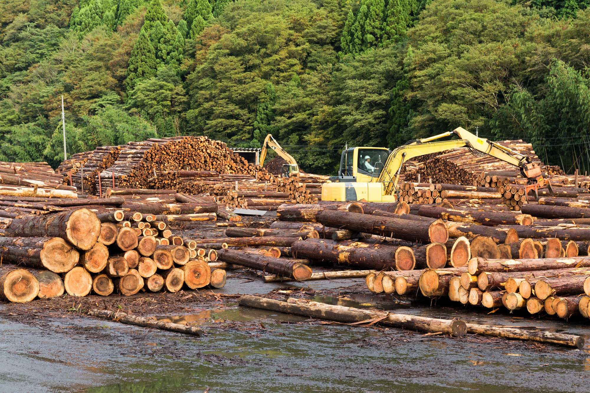 Lumber yard with stacked lumber